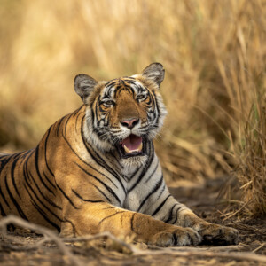 eye level shot of wild female bengal tiger or tigress close up or portrait with eye contact in hot summer season safari at ranthambore national park sawai madhopur rajasthan india - panthera tigris