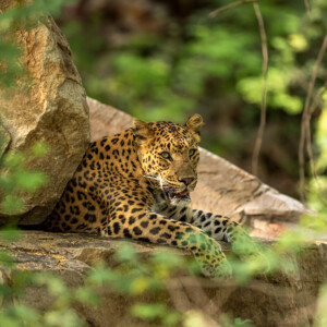 indian wild male leopard or panther closeup on big rock in natural monsoon green background during outdoor jungle safari at forest of central india asia - panthera pardus fusca